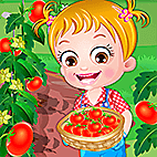 Baby Hazel Tomato Farming